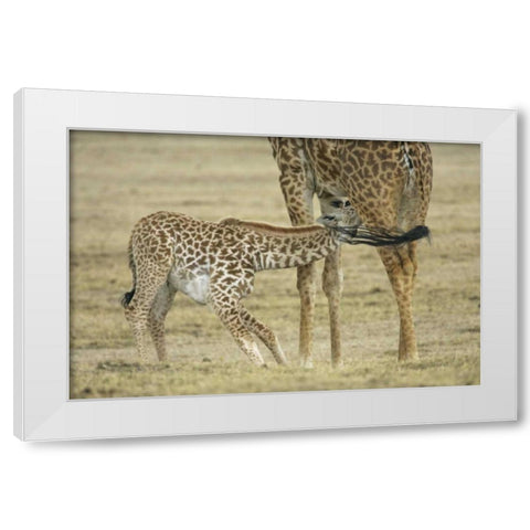 Kenya, Lake Naivasha Young giraffe nursing White Modern Wood Framed Art Print by Morris, Arthur