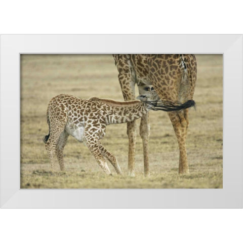 Kenya, Lake Naivasha Young giraffe nursing White Modern Wood Framed Art Print by Morris, Arthur