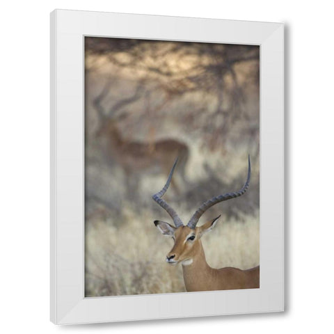 Kenya, Samburu Reserve Two Impalas amid grass White Modern Wood Framed Art Print by Morris, Arthur