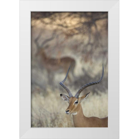 Kenya, Samburu Reserve Two Impalas amid grass White Modern Wood Framed Art Print by Morris, Arthur