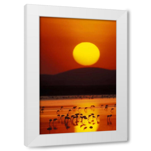 Kenya, Amboseli NP Flock of lesser flamingos White Modern Wood Framed Art Print by Morris, Arthur