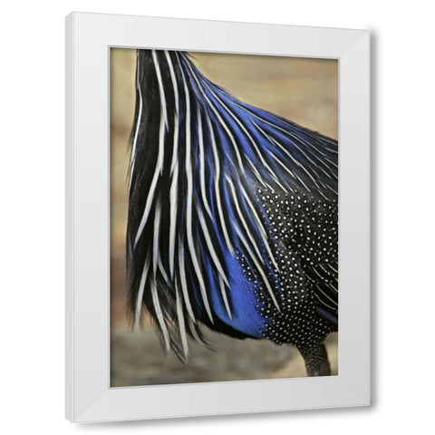 Kenya, Vulturine guinea fowl breast feathers White Modern Wood Framed Art Print by Morris, Arthur