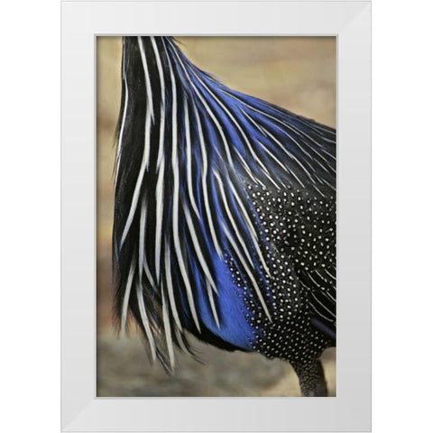 Kenya, Vulturine guinea fowl breast feathers White Modern Wood Framed Art Print by Morris, Arthur