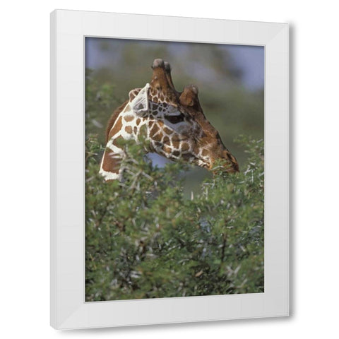 Kenya, Samburu NP A reticulated giraffe White Modern Wood Framed Art Print by Grall, Don