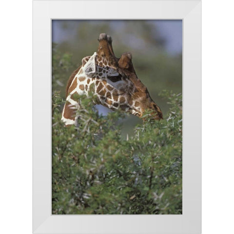 Kenya, Samburu NP A reticulated giraffe White Modern Wood Framed Art Print by Grall, Don