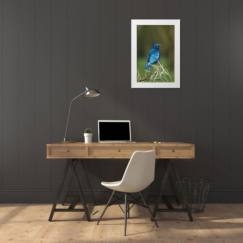 Kenya, Lake Nakuru NP Starling bird on acacia White Modern Wood Framed Art Print by Kirkland, Dennis