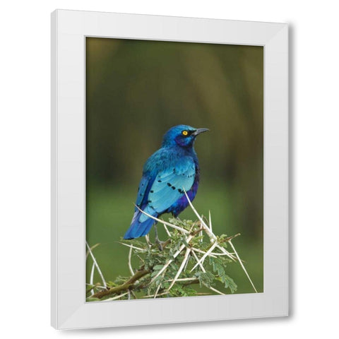Kenya, Lake Nakuru NP Starling bird on acacia White Modern Wood Framed Art Print by Kirkland, Dennis