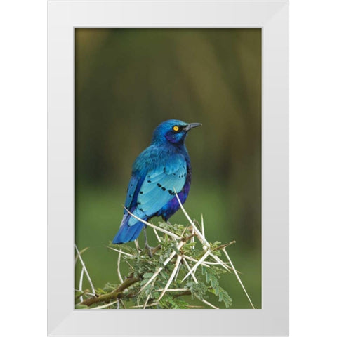 Kenya, Lake Nakuru NP Starling bird on acacia White Modern Wood Framed Art Print by Kirkland, Dennis