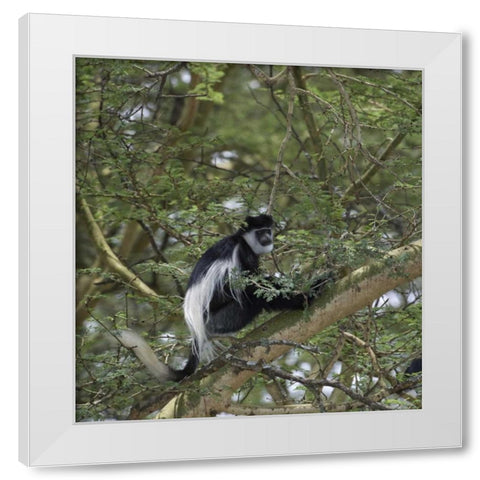 Kenya, Lake Nakuru NP Colobus monkey in a tree White Modern Wood Framed Art Print by Kirkland, Dennis