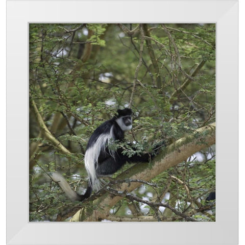 Kenya, Lake Nakuru NP Colobus monkey in a tree White Modern Wood Framed Art Print by Kirkland, Dennis