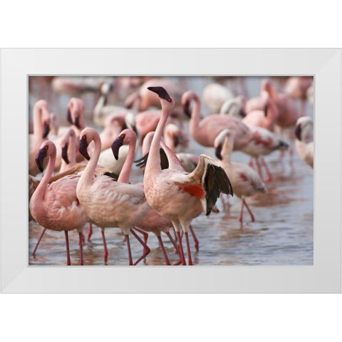 Kenya, Lake Nakuru NP Flamingoson Lake Nakuru White Modern Wood Framed Art Print by Kirkland, Dennis