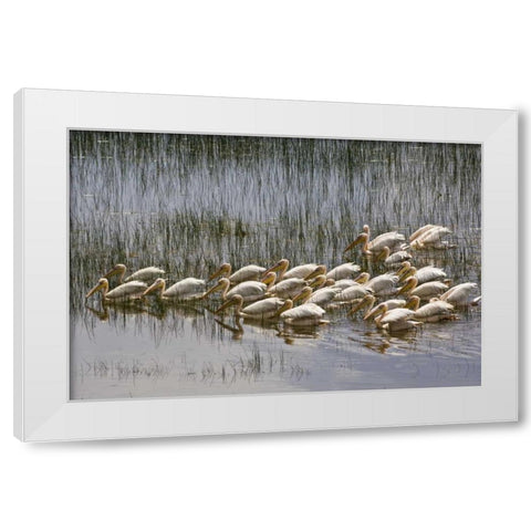 Kenya, Lake Nakuru NP Flock of white pelicans White Modern Wood Framed Art Print by Kirkland, Dennis