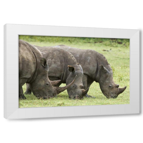 Kenya, Lake Nakuru NP White rhinoceroses grazing White Modern Wood Framed Art Print by Kirkland, Dennis