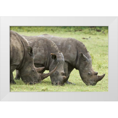 Kenya, Lake Nakuru NP White rhinoceroses grazing White Modern Wood Framed Art Print by Kirkland, Dennis