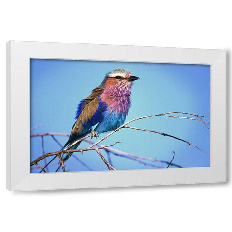 Kenya, Masai Mara Lilac-breasted roller on limb White Modern Wood Framed Art Print by Williams, Joanne