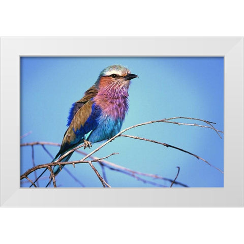 Kenya, Masai Mara Lilac-breasted roller on limb White Modern Wood Framed Art Print by Williams, Joanne