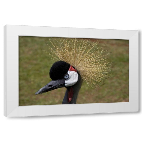 Kenya, Masai Mara Crowned crane portrait White Modern Wood Framed Art Print by Williams, Joanne