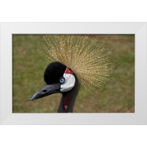 Kenya, Masai Mara Crowned crane portrait White Modern Wood Framed Art Print by Williams, Joanne