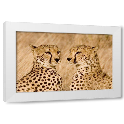 Kenya, Masai Mara Portrait of cheetah brothers White Modern Wood Framed Art Print by Williams, Joanne