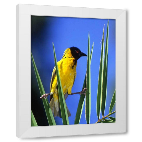 Kenya, Masai Mara Masked weaver bird on leaves White Modern Wood Framed Art Print by Williams, Joanne