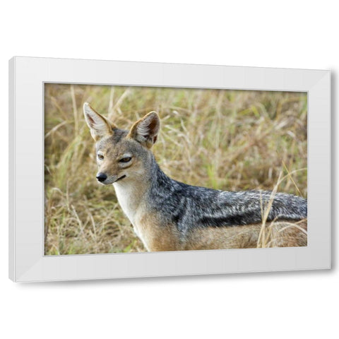 Kenya, Masai Mara Black-backed jackal close-up White Modern Wood Framed Art Print by Kirkland, Dennis