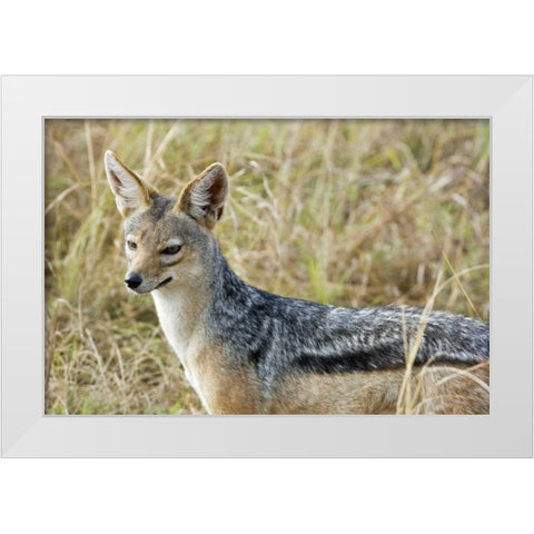 Kenya, Masai Mara Black-backed jackal close-up White Modern Wood Framed Art Print by Kirkland, Dennis
