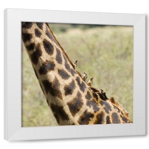 Kenya, Masai Mara Giraffe with oxpecker birds White Modern Wood Framed Art Print by Kirkland, Dennis