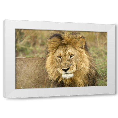 Kenya, Masai Mara Close-up of lion White Modern Wood Framed Art Print by Kirkland, Dennis