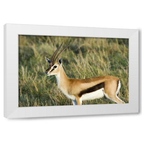 Kenya, Masai Mara Male Thomsons gazelle White Modern Wood Framed Art Print by Kirkland, Dennis