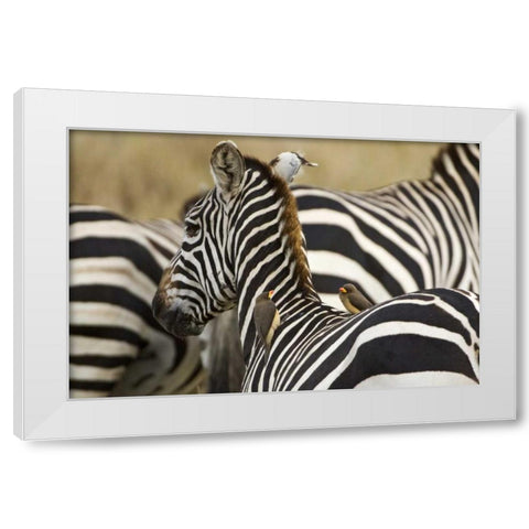 Kenya, Masai Mara Zebra with oxpecker birds White Modern Wood Framed Art Print by Kirkland, Dennis
