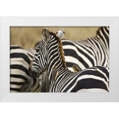 Kenya, Masai Mara Zebra with oxpecker birds White Modern Wood Framed Art Print by Kirkland, Dennis