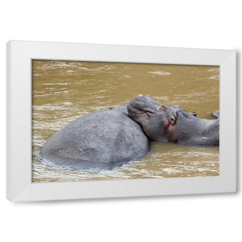 Kenya, Masai Mara Hippopotamus resting White Modern Wood Framed Art Print by Kirkland, Dennis