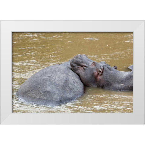 Kenya, Masai Mara Hippopotamus resting White Modern Wood Framed Art Print by Kirkland, Dennis