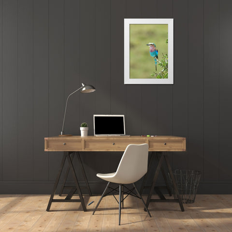 Kenya, Masai Mara Lilac-breasted roller on tree White Modern Wood Framed Art Print by Kirkland, Dennis