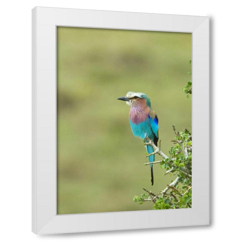 Kenya, Masai Mara Lilac-breasted roller on tree White Modern Wood Framed Art Print by Kirkland, Dennis