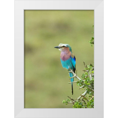 Kenya, Masai Mara Lilac-breasted roller on tree White Modern Wood Framed Art Print by Kirkland, Dennis