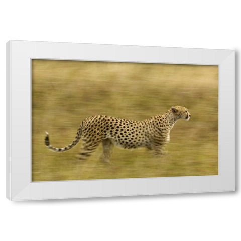 Kenya, Masai Mara Motion blur of cheetah White Modern Wood Framed Art Print by Kirkland, Dennis