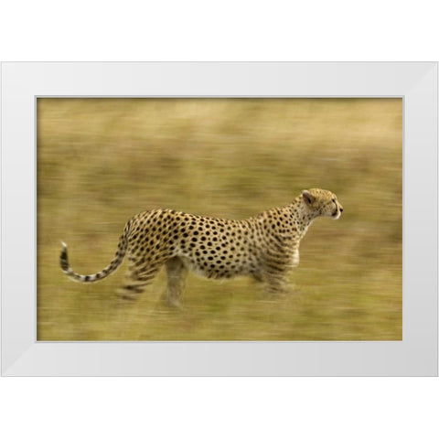 Kenya, Masai Mara Motion blur of cheetah White Modern Wood Framed Art Print by Kirkland, Dennis