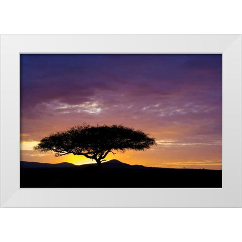 Kenya, Masai Mara Sunrise silhouettes acacias White Modern Wood Framed Art Print by Kirkland, Dennis