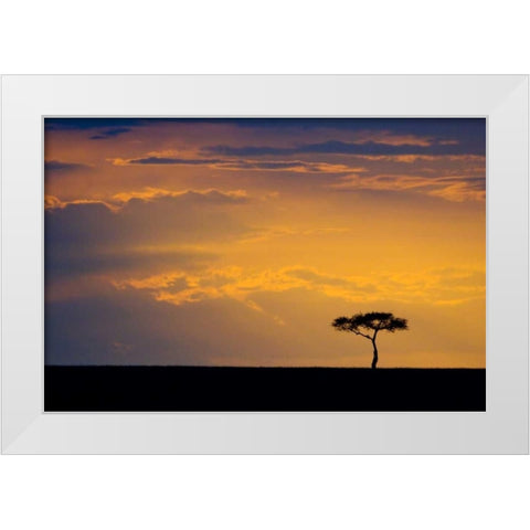 Kenya, Masai Mara Sunrise silhouettes an acacia White Modern Wood Framed Art Print by Kirkland, Dennis