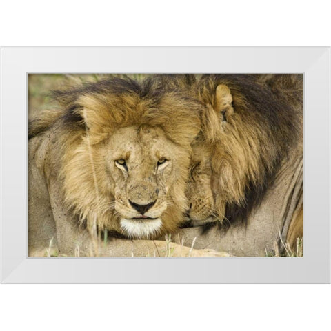 Kenya, Masai Mara Two lions resting face to face White Modern Wood Framed Art Print by Kirkland, Dennis
