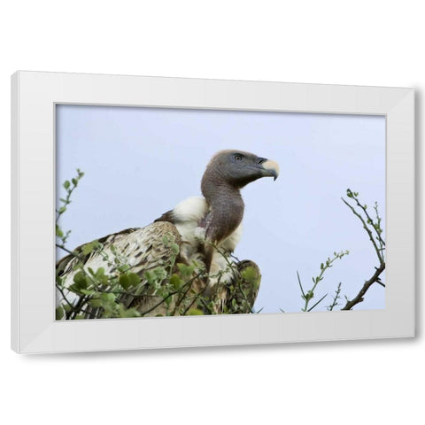 Kenya, Masai Mara White-back vulture in a tree White Modern Wood Framed Art Print by Kirkland, Dennis