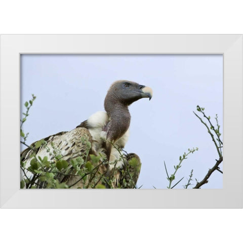 Kenya, Masai Mara White-back vulture in a tree White Modern Wood Framed Art Print by Kirkland, Dennis