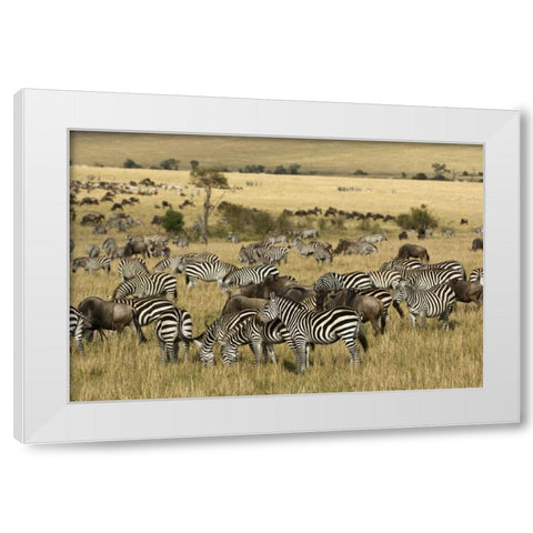 Kenya, Masai Mara Zebras and wildebeests grazing White Modern Wood Framed Art Print by Kirkland, Dennis