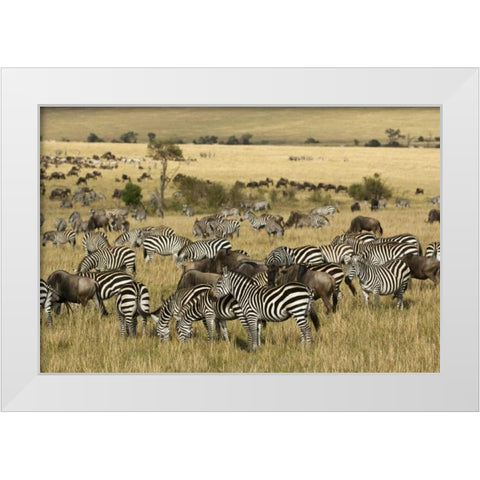 Kenya, Masai Mara Zebras and wildebeests grazing White Modern Wood Framed Art Print by Kirkland, Dennis