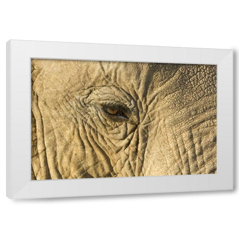 Kenya, Samburu Reserve Elephant face and eye White Modern Wood Framed Art Print by Kirkland, Dennis