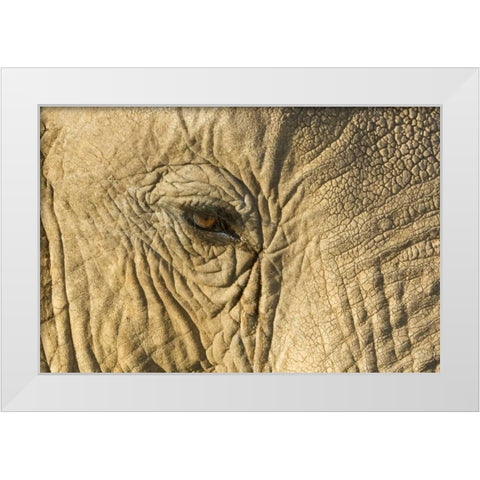 Kenya, Samburu Reserve Elephant face and eye White Modern Wood Framed Art Print by Kirkland, Dennis
