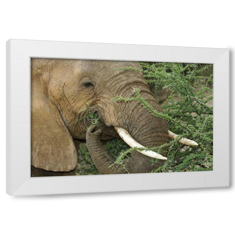 Kenya, Samburu Reserve Elephant eating Acacia White Modern Wood Framed Art Print by Kirkland, Dennis