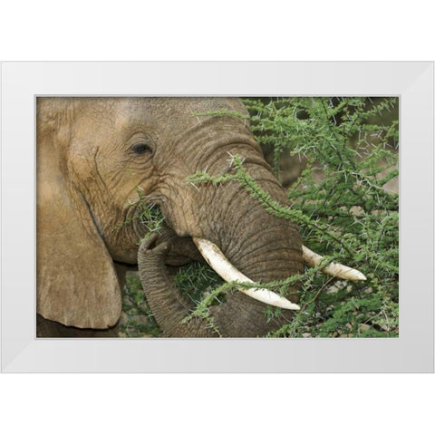 Kenya, Samburu Reserve Elephant eating Acacia White Modern Wood Framed Art Print by Kirkland, Dennis