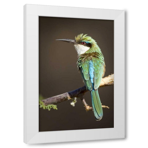 Kenya, Samburu National Reserve Somali bee-eater White Modern Wood Framed Art Print by Williams, Joanne